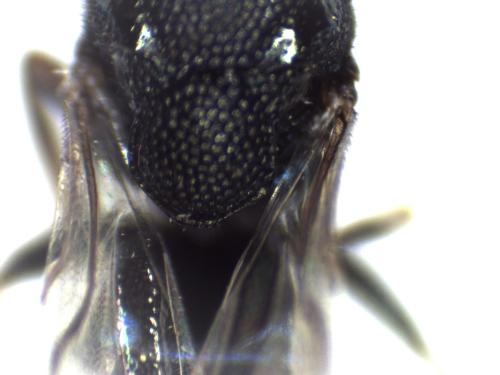 Réf. 295 262 : Perilampus ruficornis